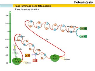 Fotosíntesis
Fase luminosa de la fotosíntesis
Fase luminosa acíclica
+0,8
+0,6
+0,4
+0,2
0
-0,2
-0,4
Feofitina
Feofitina QA
QA
QB
QB
Cit b6f
Cit b6f Pc
Pc
P680
PS II
Fotones
Fotones
2e -
Ao
Ao
A1
A1
Fx
Fx
FA
FA
FB
FB
Ferredoxina
Ferredoxina
P700
PS I
NADPH
NADP+
ATP
ADP + Pi
Luz
H2O
Fotólisis
2e -
2e -
 