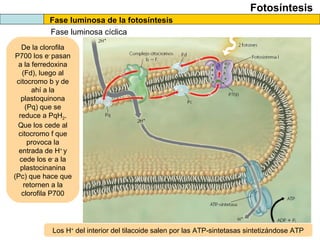 Fotosíntesis
Fase luminosa de la fotosíntesis
Fase luminosa cíclica
De la clorofila
P700 los e-
pasan
a la ferredoxina
(Fd), luego al
citocromo b y de
ahí a la
plastoquinona
(Pq) que se
reduce a PqH2.
Que los cede al
citocromo f que
provoca la
entrada de H+
y
cede los e-
a la
plastocinanina
(Pc) que hace que
retornen a la
clorofila P700
Los H+
del interior del tilacoide salen por las ATP-sintetasas sintetizándose ATP
 