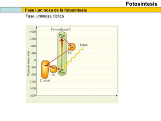 Fotosíntesis
Fase luminosa de la fotosíntesis
Fase luminosa cíclica
 