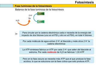 Fotosíntesis
Fase luminosa de la fotosíntesis
Balance de la fase luminosa de la fotosíntesis
NADPH
NADP+
2 H+
H2O
2e-
2e- Para circular por la cadena electrónica cada e-
necesita de la energía del
impacto de dos fotones (uno en el PSI y otro en el PSII), en total 4 fotones
Por cada molécula de agua entran 2 H+
al tilacoide y mete otros 2 H+
la
cadena electrónica
La ATP-sintetasa fabrica un ATP por cada 3 H+
que salen del tilacoide al
estroma. Por cada molécula de H2O se fabrican 1,33 ATP
Pero en la fase oscura se necesita más ATP que el que produce la fase
acíclica, lo que se soluciona con la fase cíclica que solo produce ATP.
 