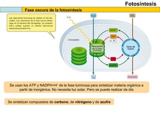 Fotosíntesis
Fase oscura de la fotosíntesis
Se usan los ATP y NADPH+H+
de la fase luminosa para sintetizar materia orgánica a
partir de inorgánica. No necesita luz solar. Pero se puede realizar de día
Se sintetizan compuestos de carbono, de nitrógeno y de azufre
 