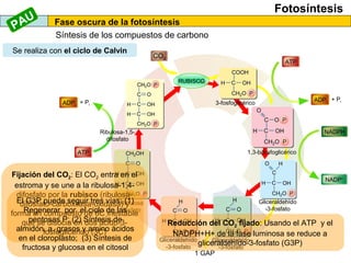 Fotosíntesis
Fase oscura de la fotosíntesis
Síntesis de los compuestos de carbono
Ribulosa
fosfato
NADPH
NADP+
ATP
ADP + Pi
ADP + Pi
ATP
CO2
1 GAP
Ribulosa-1,5-
difosfato
Gliceraldehído
-3-fosfato
Gliceraldehído
-3-fosfato
Gliceraldehído
-3-fosfato
1,3-bifosfoglicérico
3-fosfoglicérico
RUBISCO
Se realiza con el ciclo de Calvin
Fijación del CO2: El CO2 entra en el
estroma y se une a la ribulosa-1,4-
difosfato por la rubisco (ribulosa-
difosfato-carboxilasa-oxidasa) y
forma un compuesto de 6C inestable
que se disocia en dos ácido-3-
fosfoglicérido (3C)
Reducción del CO2 fijado: Usando el ATP y el
NADPH+H+ de la fase luminosa se reduce a
gliceraldehído-3-fosfato (G3P)
El G3P puede seguir tres vías: (1)
Regenerar por el ciclo de las
pentosas P; (2) Síntesis de
almidón, a. grasos y amino ácidos
en el cloroplasto; (3) Síntesis de
fructosa y glucosa en el citosol
PAU
 