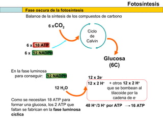 Fotosíntesis
Fase oscura de la fotosíntesis
Balance de la síntesis de los compuestos de carbono
Ciclo
de
Calvin
CO2
3 ATP
2 NADPH
Glucosa
(6C)
6 x
6 x
18 ATP
12 NADPH
6 x
En la fase luminosa
para conseguir:
12 NADPH
12 x 2 H+
12 H2O
12 x 2e-
+ otros 12 x 2 H+
que se bombean al
tilacoide por la
cadena de e-
48 H+
/3 H+
por ATP 16 ATP
Como se necesitan 18 ATP para
formar una glucosa, los 2 ATP que
faltan se fabrican en la fase luminosa
cíclica
 