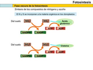 Ácido
glutámico
NO2
-
Fotosíntesis
Fase oscura de la fotosíntesis
Síntesis de los compuestos de nitrógeno y azufre
El N y S se incorporan a la materia orgánica en los cloroplastos
NO3
-
Del suelo
ATP
NADPH NADP+
ADP
Cisteína
SO3
2-
SO4
2-
Del suelo
ATP
NADPH NADP+
ADP
 
