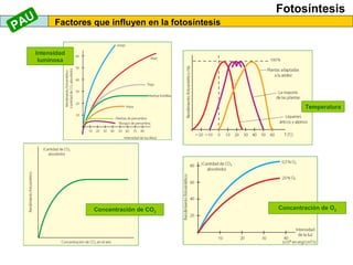 Fotosíntesis
Factores que influyen en la fotosíntesis
Intensidad
luminosa
Concentración de CO2
Temperatura
Concentración de O2
PAU
 