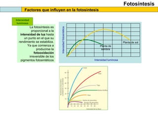 Fotosíntesis
Factores que influyen en la fotosíntesis
Intensidadfotosintética
Intensidad luminosa
Planta de
sombra
Planta de sol
La fotosíntesis es
proporcional a la
intensidad de luz hasta
un punto en el que su
rendimiento se estabiliza.
Ya que comienza a
producirse la
fotooxidación
irreversible de los
pigmentos fotosintéticos
Intensidad
luminosa
 