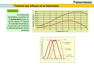 Fotosíntesis
Factores que influyen en la fotosíntesis
Temperatura
0 10 20 30 40 10 20 30 40
50
100
150
200
250
300
350
400
0
mm3deO2/hora
Temperatura (o
C)
El rendimiento
fotosintético aumenta con
la temperatura hasta un
punto máximo (Tª óptima
de actividad enzimática).
A partir del cual comienza
la desnaturalización de las
proteínas
 