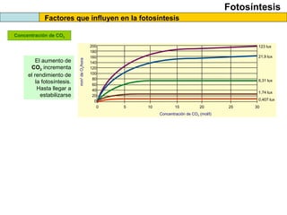 Fotosíntesis
Factores que influyen en la fotosíntesis
Concentración de CO2
0 5 10 15 20 25 30
200
180
160
140
120
100
80
60
40
20
0
mm3
deO2/hora
Concentración de CO2 (mol/l)
123 lux
21,9 lux
6,31 lux
1,74 lux
0,407 lux
El aumento de
CO2 incrementa
el rendimiento de
la fotosíntesis.
Hasta llegar a
estabilizarse
 