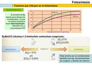 Fotosíntesis
Factores que influyen en la fotosíntesis
Concentración de O2
0 10 20 30 40 50
0
20
40
60
80
100
AsimilacióndeCO2(mol/l)
Intensidad de la luz (x104
erg/cm2
/seg)
0,5% O2
20% O2
El aumento de O2
disminuye la eficacia de
la fotosíntesis. Ya que
la rubisco empieza a
hacer fotorrespiración,
liberando CO2 y
consumiendo ATP
RuBisCO (ribulosa-1,5-bisfosfato carboxilasa oxigenasa)
Esta enzima se ve condicionada
también por las concentraciones
de oxígeno y dióxido de carbono.
[O2] 21%
[CO2] 0,03%
[O2] > 21%
y/o
[CO2] < 0,03%
 