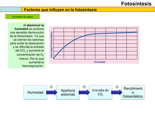Fotosíntesis
Factores que influyen en la fotosíntesis
Escasez de agua
Intensidadfotosintética
Humedad
Al disminuir la
humedad se produce
una sensible disminución
de la fotosíntesis. Ya que
se cierran los estomas
para evitar la desecación
y se dificulta la entrada
del CO2 y aumenta la
concentración de O2
interno. Por lo que
aumenta la
fotorrespiración.
Humedad
Apertura
estomas
Entrada de
CO2
Rendimient
o
fotosintético
 