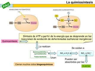 La quimiosíntesis
Quimosíntesis
Síntesis de ATP a partir de la energía que se desprende en las
reacciones de oxidación de determinadas sustancias inorgánicas
La realizan
Quimioautótrofos o
quimiolitotrofos
Todos bacterias
Usan
NH3 o H2S
Se oxidan a
NO3
-
o SO4
2-
Pueden ser
absorbidos por las
PLANTAS
Cierran muchos ciclos biogeoquímicos
PAU
 