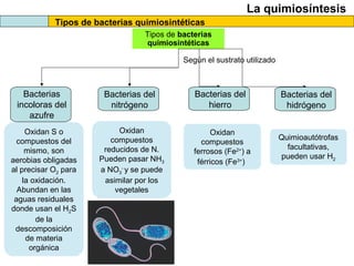 La quimiosíntesis
Tipos de bacterias quimiosintéticas
Tipos de bacterias
quimiosintéticas
Bacterias
incoloras del
azufre
Según el sustrato utilizado
Oxidan S o
compuestos del
mismo, son
aerobias obligadas
al precisar O2 para
la oxidación.
Abundan en las
aguas residuales
donde usan el H2S
de la
descomposición
de materia
orgánica
Bacterias del
nitrógeno
Oxidan
compuestos
reducidos de N.
Pueden pasar NH3
a NO3
-
y se puede
asimilar por los
vegetales
Bacterias del
hierro
Oxidan
compuestos
ferrosos (Fe2+
) a
férricos (Fe3+
)
Bacterias del
hidrógeno
Quimioautótrofas
facultativas,
pueden usar H2
 
