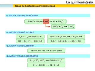La quimiosíntesis
Tipos de bacterias quimiosintéticas
2 NH4 + 3 O2 2 NO2 + 4 H+
+ 2 H2O+ -
QUIMIOSÍNTESIS DEL NITRÓGENO
QUIMIOSÍNTESIS DEL AZUFRE
QUIMIOSÍNTESIS DEL HIERRO
QUIMIOSÍNTESIS DEL HIDRÓGENO
2 NO2
-
2 NO2 + O2 2 NO3
- -
H2S + 2 O2 SO4
2-
+ 2 H+
HS -
+ O2 + H+
SO + H2O
2 SO + 2 HO2 + 3 O2 2 SO4
2-
+ 4 H+
S2O3
2-
+ H2O + 2 O2 SO4
2-
+ 2 H+
4 Fe2+
+ 4H+
+ O2 4 Fe3+
+ 2 H2O
6 H2 + 2O2 + CO2 (CH2O) + 5 H2O
5 H2 + 2 HNO3 N2 + 6 H2O
 