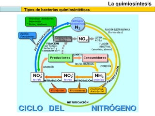 La quimiosíntesis
Tipos de bacterias quimiosintéticas
 