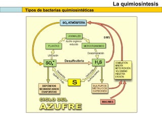 La quimiosíntesis
Tipos de bacterias quimiosintéticas
 