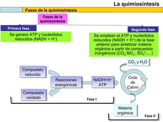 La quimiosíntesis
Fases de la quimiosíntesis
Fases de la
quimiosíntesis
Primera fase Segunda fase
Se genera ATP y nucleótidos
reducidos (NADH + H+
)
Se emplean el ATP y nucleótidos
reducidos (NADH + H+
) de la fase
anterior para sintetizar materia
orgánica a partir de compuestos
inorgánicos (CO2,NO3
-
, SO4
2-
,…)
Compuesto
reducido
Compuesto
reducido
Compuesto
oxidado
Compuesto
oxidado
Reacciones
exergónicas
Reacciones
exergónicas
NADH+H+
ATP
NADH+H+
ATP
CO2 y H2OCO2 y H2O
Materia
orgánica
Materia
orgánica
Ciclo
de
Calvin
Ciclo
de
Calvin
Fase I
Fase II
 