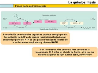 La quimiosíntesis
Fases de la quimiosíntesis
La oxidación de sustancias orgánicas produce energía para la
fosforilación de ADP en la cadena respiratoria (fosforilación
oxidativa) y parte del ATP se usa para un transporte inverso de
e-
en la cadena respiratoria y obtener NADH
Son las mismas vías que en la fase oscura de la
fotosíntesis. El C entra en el ciclo de Calvin , el N por los
nitratos y algunas lo fijan a partir del N2 atmosférico
 