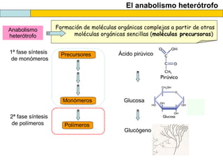 El anabolismo heterótrofo
Anabolismo
heterótrofo
Formación de moléculas orgánicas complejas a partir de otras
moléculas orgánicas sencillas (moléculas precursoras)
Precursores
Monómeros
1ª fase síntesis
de monómeros
Polímeros
2ª fase síntesis
de polímeros
Ácido pirúvico
Glucosa
Glucógeno
 