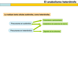 El anabolismo heterótrofo
Lo realizan tanto células autótrofas, como heterótrofas
Precursores en autótrofos Catabolismo de sustancias de reserva
Precursores en heterótrofos Digestión de los alimentos
Fotosíntesis o quimiosíntesis
 