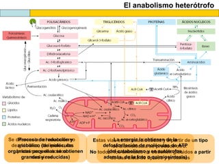 El anabolismo heterótrofo
Se diferencian el anabolismo
de glúcidos, de lípidos, de
proteínas y de ácidos
nucleicos
Estas vías están relacionadas y a partir de un tipo
de biomolécula se produce otro.
No todos: los animales no obtienen glúcidos a partir
de una dieta de lípidos y proteínas
Proceso de reducción y
anabólico (de moléculas
orgánicas pequeñas se obtienen
grandes y reducidas)
La energía la obtienen de la
defosforilación de moléculas de ATP
(del catabolismo y en autótrofos,
además, de la foto o quimiosíntesis)
 