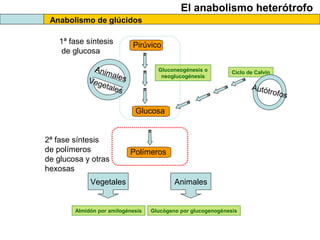 El anabolismo heterótrofo
Anabolismo de glúcidos
Pirúvico
Glucosa
1ª fase síntesis
de glucosa
Gluconeogénesis o
neoglucogénesis
AnimalesVegetales
Ciclo de Calvin
Autótrofos
Polímeros
2ª fase síntesis
de polímeros
de glucosa y otras
hexosas
Vegetales
Almidón por amilogénesis
Animales
Glucógeno por glucogenogénesis
 