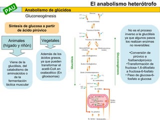 El anabolismo heterótrofo
Anabolismo de glúcidos
Gluconeogénesis
Glucólisis
Gluconeogénesis
Síntesis de glucosa a partir
de ácido pirúvico
Animales
(hígado y riñón)
Viene de la
glucólisis, del
catabolismo de
aminoácidos o
de la
fermentación
láctica muscular
Vegetales
Además de los
ácidos grasos,
ya que pueden
transformar el
acetil-CoA en
oxalacético (En
glioxisomas)
No es el proceso
inverso a la glucólisis
ya que algunos pasos
los realizan enzimas
no reversibles:
•Conversión de
pirúvico a
fosfoenolpirúvico
•Transformación de
fructosa-1,6-difosfato
a fructosa-6-fosfato
• Paso de glucosa-6-
fosfato a glucosa
PAU
 