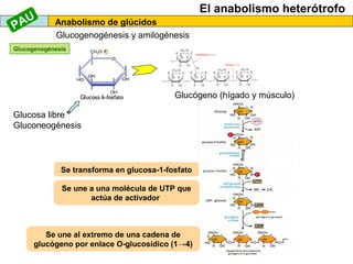 El anabolismo heterótrofo
Anabolismo de glúcidos
Glucogenogénesis y amilogénesis
Glucogenogénesis
Glucógeno (hígado y músculo)
Glucosa libre
Gluconeogénesis
Se transforma en glucosa-1-fosfato
Se une a una molécula de UTP que
actúa de activador
Se une al extremo de una cadena de
glucógeno por enlace O-glucosídico (1→4)
PAU
 