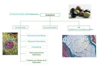 Formas de nutrición de los organismos
Anabolismo
La quimiosíntesis An
abolismo en una célula eucariota
La fotosíntesis
Pigmentos fotosintéticos
Fotosistemas
Estructuras fotosintéticas
Visión general de la
fotosíntesis
Factores que influyen en la
fotosíntesis
 