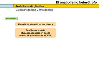 El anabolismo heterótrofo
Anabolismo de glúcidos
Glucogenogénesis y amilogénesis
Amilogénesis
Síntesis de almidón en los plastos
Se diferencia de la
glucogenogénesis en que la
molécula activadora es el ATP
 