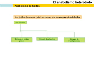 El anabolismo heterótrofo
Anabolismo de lípidos
Los lípidos de reserva más importantes son las grasas o triglicéridos
Tres procesos
Síntesis de ácidos
grasos
Síntesis de glicerina Síntesis de
triacilglicéridos
 