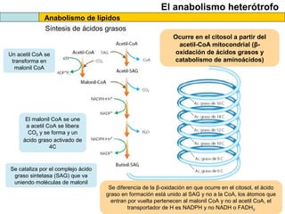El anabolismo heterótrofo
Anabolismo de lípidos
Síntesis de ácidos grasos
Ocurre en el citosol a partir del
acetil-CoA mitocondrial (β-
oxidación de ácidos grasos y
catabolismo de aminoácidos)
Un acetil CoA se
transforma en
malonil CoA
El malonil CoA se une
a acetil CoA se libera
CO2 y se forma y un
ácido graso activado de
4C
Se cataliza por el complejo ácido
graso sintetasa (SAG) que va
uniendo moléculas de malonil
Se diferencia de la β-oxidación en que ocurre en el citosol, el ácido
graso en formación está unido al SAG y no a la CoA, los átomos que
entran por vuelta pertenecen al malonil CoA y no al acetil CoA, el
transportador de H es NADPH y no NADH o FADH2
 