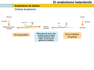 El anabolismo heterótrofo
Anabolismo de lípidos
Síntesis de glicerina
Para que se una a los
ácidos grasos debe
estar en forma de
glicerol-3-fosfato
De la glucólisis De la hidrólisis
de grasas
 