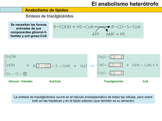 El anabolismo heterótrofo
Anabolismo de lípidos
Síntesis de triacilglicéridos
Triacilglicérido CoAAcil-CoAGlicerol - 3-fosfato
Se necesitan las formas
activadas de sus
componentes glicerol-3-
fosfato y acil graso-CoA
La síntesis de triacilglicéridos ocurre en el retículo endoplasmático de todas las células, pero sobre
todo en las hepáticas y en el tejido adiposo (que también es su almacén)
 
