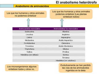 El anabolismo heterótrofo
Anabolismo de aminoácidos
Los que los humanos y otros animales
podemos sintetizar (Las plantas
sintetizan todos)
Los que los humanos y otros animales
no podemos sintetizar
Los microorganismos algunos
sintetizan todos y otros no.
Evolutivamente se han perdido
las vías de los aminoácidos
ingeridos en la dieta
 