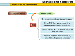 El anabolismo heterótrofo
Anabolismo de aminoácidos
Ácido orgánico (3-5C)
-NH2
Amino ácido
De otro aminoácido por transaminación
De un NH4
+
libre que procede de la
desaminación de otro aminoácido
Plantas: del ión NH4
+
a partir del NH3 y del
NO3
-
del suelo
Algunas bacterias aprovechan el N2
atmosférico, lo pasan a amoniaco
 