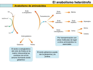 El anabolismo heterótrofo
Anabolismo de aminoácidos
El ácido α-cetoglutárico
del ciclo de Krebs en la
matriz mitocondrial se
combina con el ión
amonio formando ácido
glútamico
El ácido glútamico puede
dar la glutamina y la
prolina
Por transaminación con
otras moléculas da lugar
a otros aminoácidos no
esenciales
 