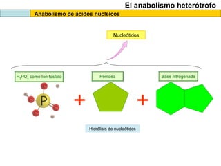 El anabolismo heterótrofo
Anabolismo de ácidos nucleicos
Nucleótidos
H3PO4 como Ion fosfato Pentosa Base nitrogenada
+ +
Hidrólisis de nucleótidos
 