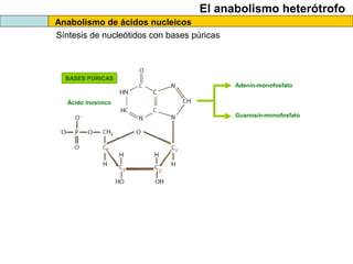 El anabolismo heterótrofo
Anabolismo de ácidos nucleicos
Síntesis de nucleótidos con bases púricas
BASES PÚRICAS
Adenín-monofosfato
Guanosín-monofosfato
Ácido inosínico
 