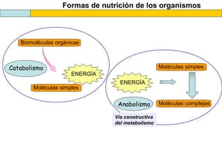 Formas de nutrición de los organismos
Biomoléculas orgánicas
ENERGÍA
Catabolismo
Anabolismo
ENERGÍA
Moléculas simples
Moléculas complejas
Vía constructiva
del metabolismo
Moléculas simples
 