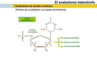 El anabolismo heterótrofo
Anabolismo de ácidos nucleicos
Síntesis de nucleótidos con bases pirimidínicas
BASES
PIRIMIDÍNICAS
Uridín-monofosfato
Citidín-monofosfato
Timidín-monofosfato
Orotidín
monofosfato
 