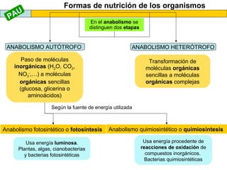 Formas de nutrición de los organismos
En el anabolismo se
distinguen dos etapas
ANABOLISMO AUTÓTROFO ANABOLISMO HETERÓTROFO
Paso de moléculas
inorgánicas (H2O, CO2,
NO3
-
,…) a moléculas
orgánicas sencillas
(glucosa, glicerina o
aminoácidos)
Transformación de
moléculas orgánicas
sencillas a moléculas
orgánicas complejas
Según la fuente de energía utilizada
Anabolismo fotosintético o fotosíntesis Anabolismo quimiosintético o quimiosíntesis
Usa energía luminosa.
Plantas, algas, cianobacterias
y bacterias fotosintéticas
Usa energía procedente de
reacciones de oxidación de
compuestos inorgánicos.
Bacterias quimiosintéticas
PAU
 
