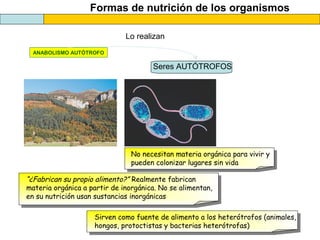 Formas de nutrición de los organismos
ANABOLISMO AUTÓTROFO
Seres AUTÓTROFOS
Lo realizan
No necesitan materia orgánica para vivir y
pueden colonizar lugares sin vida
“¿Fabrican su propio alimento?” Realmente fabrican
materia orgánica a partir de inorgánica. No se alimentan,
en su nutrición usan sustancias inorgánicas
Sirven como fuente de alimento a los heterótrofos (animales,
hongos, protoctistas y bacterias heterótrofas)
 