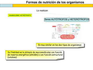 Formas de nutrición de los organismos
ANABOLISMO HETRÓTROFO
Seres AUTÓTROFOS y HETERÓTROFOS
Lo realizan
Es muy similar en los dos tipos de organismos
Su finalidad es la síntesis de macromoléculas con función
de reserva energética (almidón) o con función estructural
(celulosa)
 