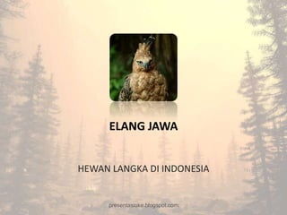 ELANG JAWA


HEWAN LANGKA DI INDONESIA


     presentasioke.blogspot.com
 