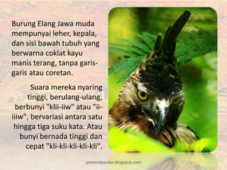 Burung Elang Jawa muda
mempunyai leher, kepala,
dan sisi bawah tubuh yang
berwarna coklat kayu
manis terang, tanpa garis-
garis atau coretan.
       Suara mereka nyaring
     tinggi, berulang-ulang,
  berbunyi "klii-iiw" atau "ii-
iiiw", bervariasi antara satu
 hingga tiga suku kata. Atau
   bunyi bernada tinggi dan
     cepat "kli-kli-kli-kli-kli".
                           presentasioke.blogspot.com
 