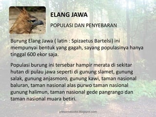 ELANG JAWA
                POPULASI DAN PENYEBARAN

Burung Elang Jawa ( latin : Spizaetus Bartelsi) ini
mempunyai bentuk yang gagah, sayang populasinya hanya
tinggal 600 ekor saja.
Populasi burung ini tersebar hampir merata di sekitar
hutan di pulau jawa seperti di gunung slamet, gunung
salak, gunung anjasmoro, gunung kawi, taman nasional
baluran, taman nasional alas purwo taman nasional
gunung halimun, taman nasional gede pangrango dan
taman nasional muara betiri.

                    presentasioke.blogspot.com
 