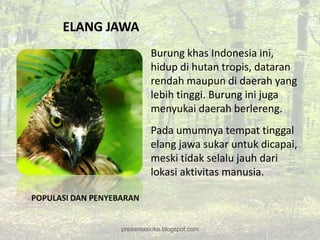 ELANG JAWA
                            Burung khas Indonesia ini,
                            hidup di hutan tropis, dataran
                            rendah maupun di daerah yang
                            lebih tinggi. Burung ini juga
                            menyukai daerah berlereng.
                            Pada umumnya tempat tinggal
                            elang jawa sukar untuk dicapai,
                            meski tidak selalu jauh dari
                            lokasi aktivitas manusia.

POPULASI DAN PENYEBARAN


                   presentasioke.blogspot.com
 