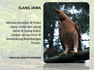 ELANG JAWA


Mereka tersebar di Pulau
  Jawa, mulai dari ujung
    barat di Ujung Kulon
   sampai ujung timur di
Semenanjng Blambangan
                 Purwo.



  POPULASI DAN PENYEBARAN


                     presentasioke.blogspot.com
 