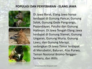 POPULASI DAN PENYEBARAN - ELANG JAWA

          Di Jawa Barat, Elang Jawa hanya
          terdapat di Gunung Pancar, Gunung
          Salak, Gunung Gede Pangrango,
          Papandayan, Patuha dan Gunung
          Halimun. Di Jawa Tengah Elang Jawa
          terdapat di Gunung Slamet, Gunung
          Ungaran, Gunung Muria, Gunung
          Lawu, dan Gunung Merapi,
          sedangkan Di Jawa Timur terdapat
          di Merubetiri, Baluran, Alas Purwo,
          Taman Nasional Bromo-Tengger-
          Semeru, dan Wilis

           presentasioke.blogspot.com
 