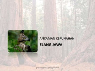 ANCAMAN KEPUNAHAN
    ELANG JAWA




presentasioke.blogspot.com
 